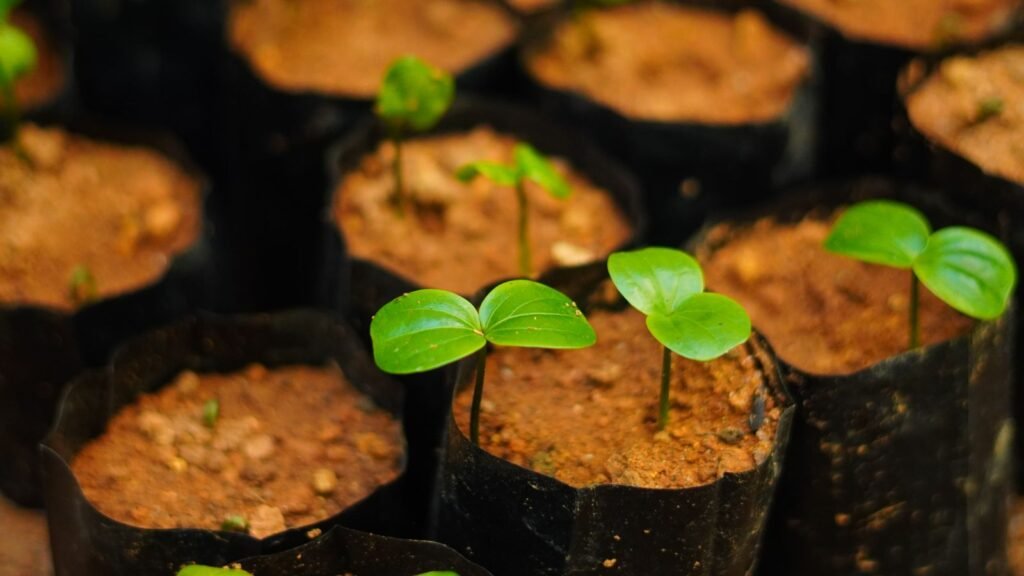 seed